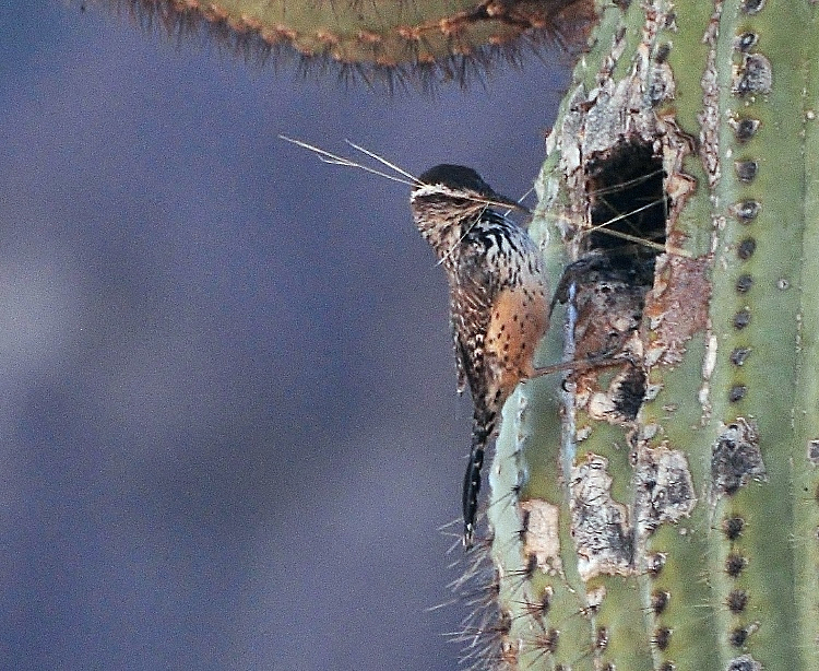 bird nest building in saguaro